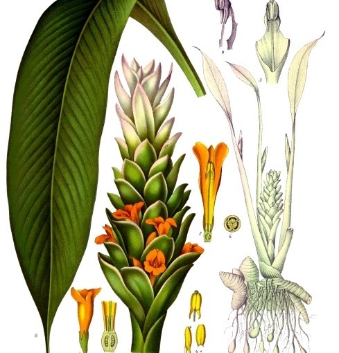 “9 Herbs for Healthy Eyes”